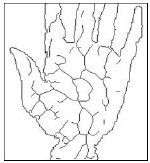 Extrated palm veins
